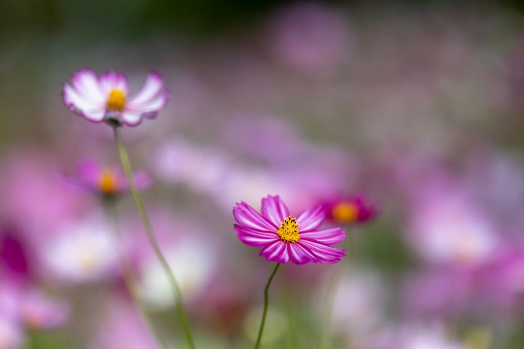 A field full of pink and white flowers